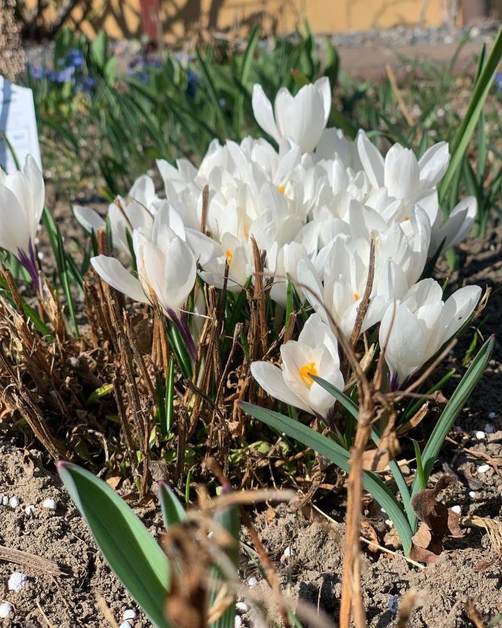 Agro Na Wapniarni Βίλα Biala  Εξωτερικό φωτογραφία